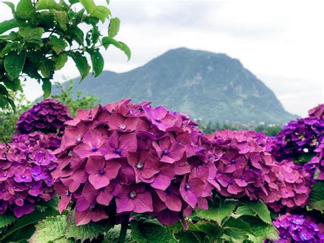 Violet flowers on Jeju island. Close up 4256898 Stock Photo at Vecteezy