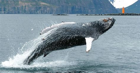 Exciting 2 5 Hour Whale Watching Tour In North Iceland From Hauganes Exciting Whale Watching