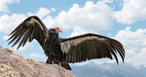 Scientists Record Asexual Reproduction In California Condors