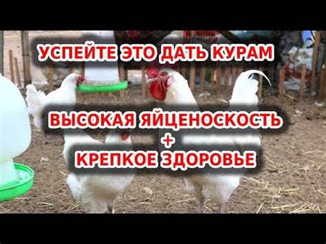 Витаминный корм для несушек - YouTube
