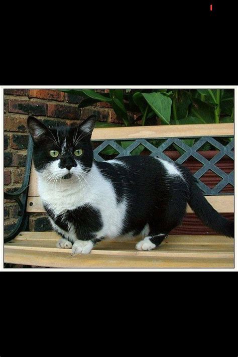 Beautiful Munchkin Cats Munchkin Cat Cats And Kittens