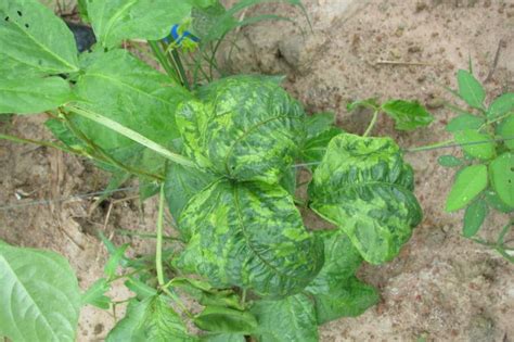 Cucumber Mosaic Virus: Prevention and Control - Garden.eco