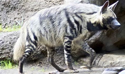 Striped Hyena - Facts, Diet & Habitat Information