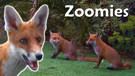 Zoomies Youtube
