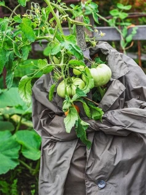 Tomato Fruitworms: How To Identify, Control, & Get Rid These Garden Pests