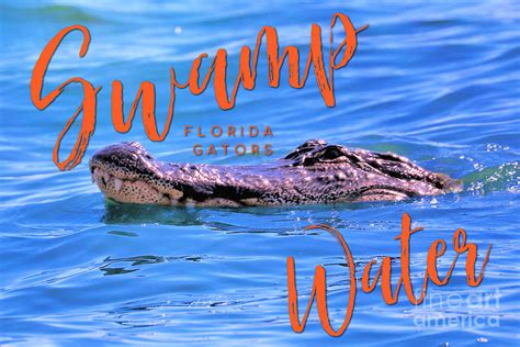 Swamp Water Florida Gators Photograph by Diann Fisher | Fine Art America