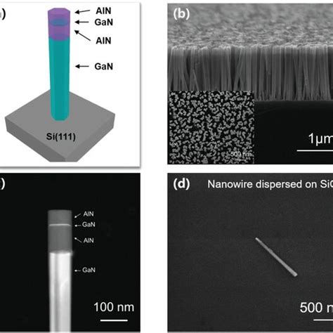 A Schematic Image Of The Gan Qd In Aln Nanowire Grown On Gan Nanowire