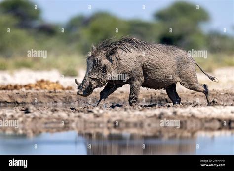 Mud Covered Common Warthog Phacochoerus Africanus Walking By