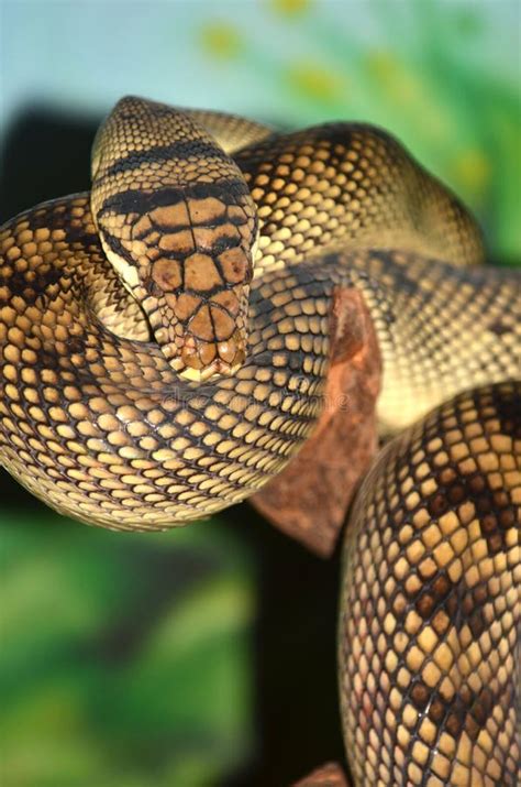 Python Een Van De Grootste Slangen Ter Wereld Stock Foto Image Of Dier Kruipster 190984148