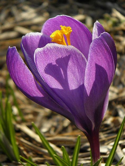 Purple Crocus Photograph By Chris Berry Fine Art America