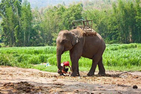 Corbett National Park Location Wildlife And Project Tiger Britannica