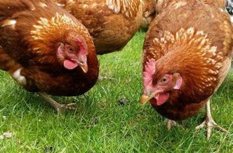 Cinnamon Queen Chickens Breed Facts And Features