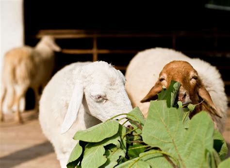 Farmers are debating the current Willoughby sheep sales trends 9