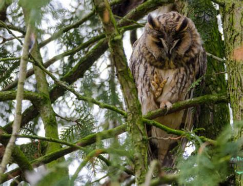 Farbenprächtige Wasservögel Haubentaucher in Bremen