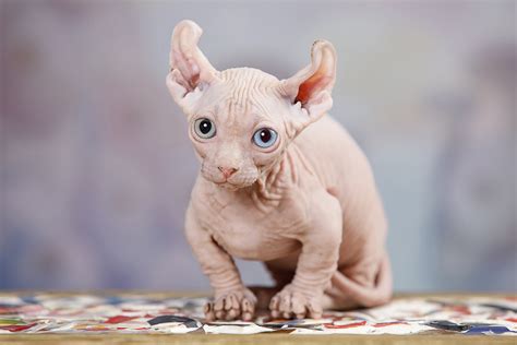 Купить котенка в виртуальном зоомагазине. Sunny Cat