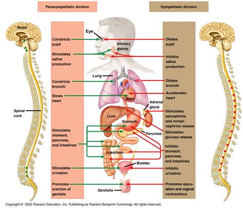 Activation Of The Parasympathetic Nervous System Quizlet