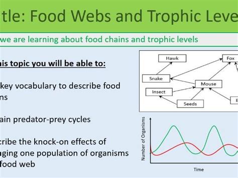 Food Webs And Trophic Levels Lesson Gcse Biology Teaching Resources