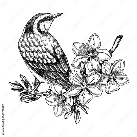 Nuthatch Sitting On Flowering Almond Branch Sketch Vector Spring