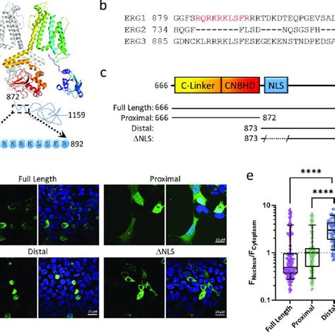 A Nuclear Localization Sequence In The Distal C Terminal Domain Of