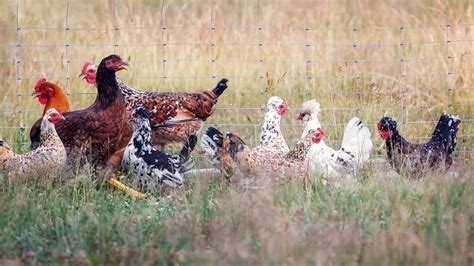 Reports Of Avian Influenza Ai Bird Flu Outbreaks Increased Globally