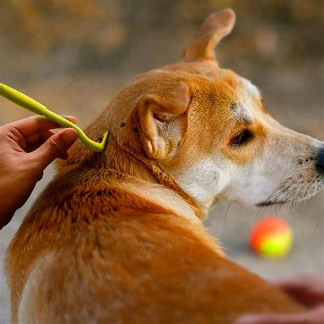 The $5 Tick Removal Tool Is a Must-Have for Pets and Humans