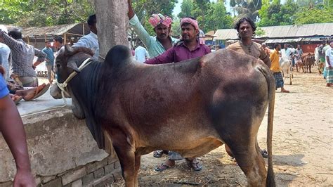 বুধবার ০৫ এপ্রিল ২৩ খামার উপজগি দেশাল দাতাল ষাঁড় গরুর দাম জানুন