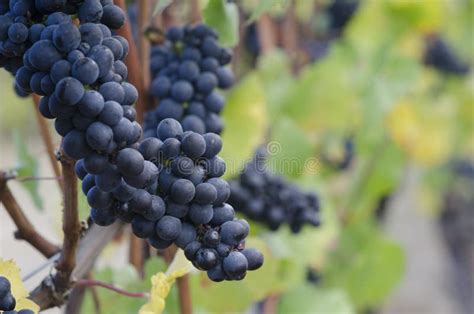 Pinot Noir grapes stock image. Image of cluster, noir - 27243153