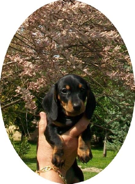 Photo Elevage De La Clairiere Aux Cerfs Eleveur De Chiens Teckel