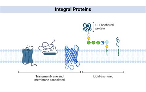 Integral Proteins | BioRender Science Templates