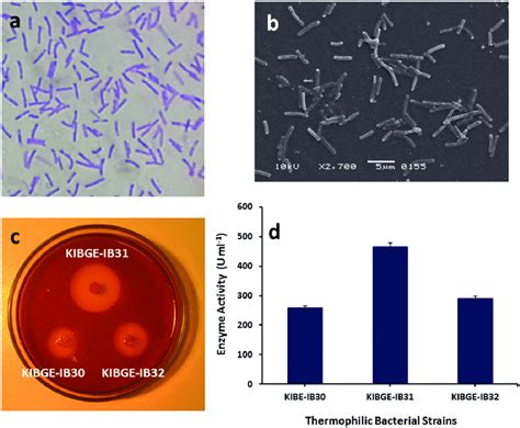 Bacillus Megaterium