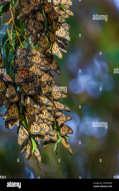 Arboleda de la mariposa monarca fotografías e imágenes de alta