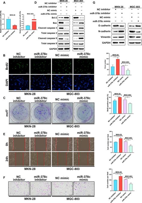 Mir C Suppresses Cell Proliferation Invasion And Emt Of Stad