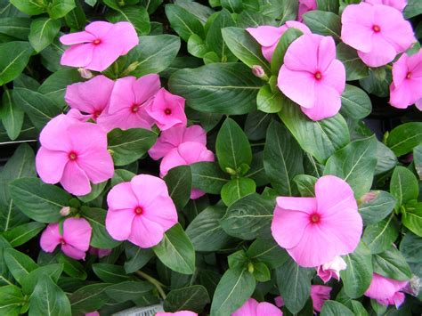 The Symbolism Behind The Periwinkle Flower