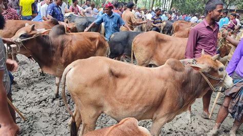 আজ ২২ জুন জমজমাট বেচা কেনা প্রচুর চাহিদা অনুযায়ী ৬০ থেকে ৮০ হাজারের