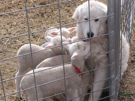 Range To Range About Livestock Guardian Dogs