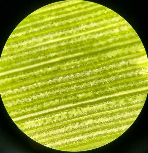 C Lulas En Las Plantas Verdes De La Hoja Con El Microscopio Imagen De