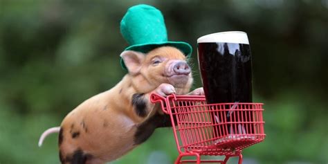 🔥 50 Funny St Patricks Day Wallpapers Wallpapersafari