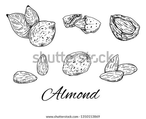 Ink Almond Hand Drawn Set Vintage Stock Vector Royalty Free 1350153869