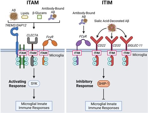 Emerging Roles For Itam And Itim Receptor Signaling In Microglial