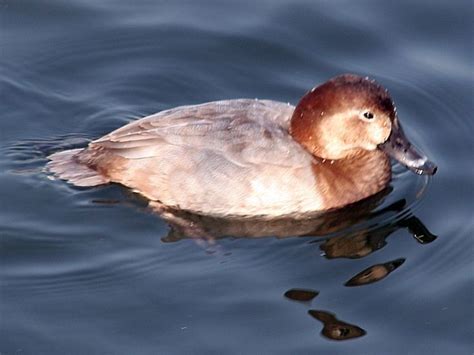 The Complete Guide To British Birds Diving Ducks Hubpages