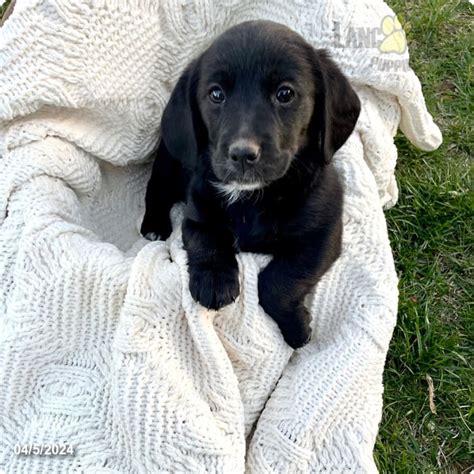 Josie Goldendoodle And Beagle Hybrid Puppy For Sale In Orrstown Pa