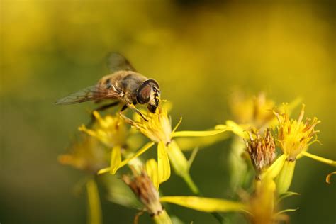 Free Images Nature Meadow Flower Fly Wildlife Pollen Green