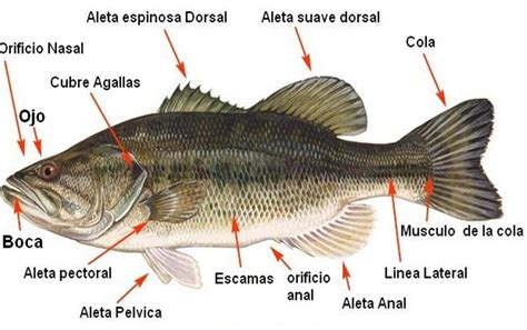 Cuales Son Los Rganos Sensoriales De Los Peces Fish Anatomy Fish