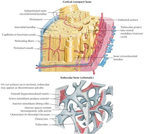 Trabecular Bone Histology