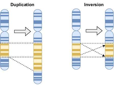 Exemplification of chromosomal duplication and inversion in nature ...