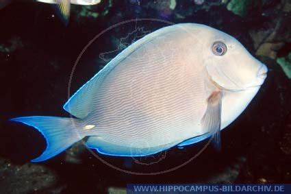 Acanthurus Coeruleus Alias Blue Tang Surgeonfish Hippocampus Bildarchiv