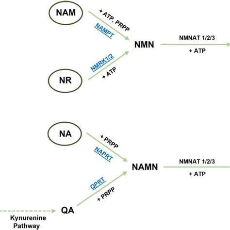 Metabolic Pathways Of Nad Biosynthesis In Mammals The Main Precursors