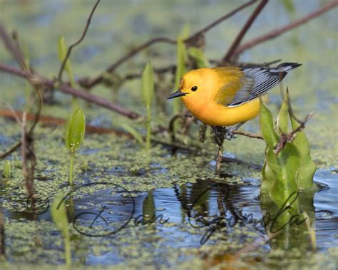 Dan Gomola Wildlife Photography Prothonotary Warbler A Golden Ray Of