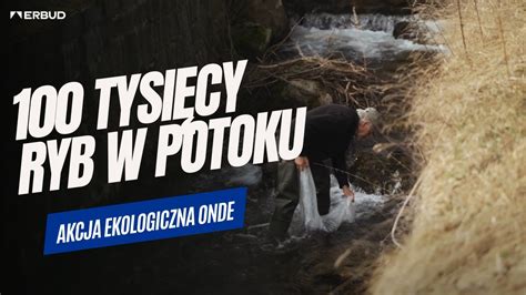 Akcja ekologiczna ONDE Do potoku trafiło 100 tysięcy ryb PL DE