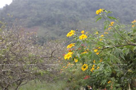 Flower Blooming Season in Moc Chau